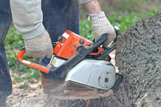 How Our Tree Care Process Works  in  Rushville, NE